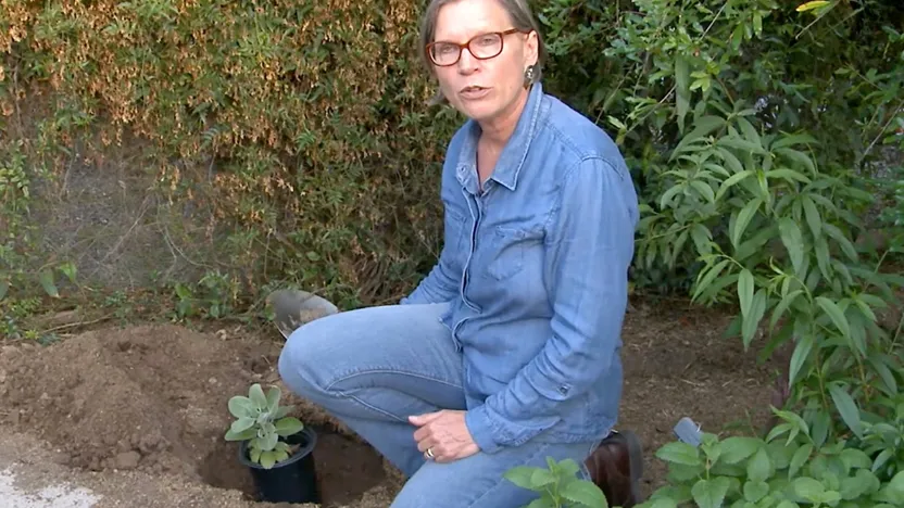 When transplanting natives, dig hole the same depth and twice as wide as the pot. Metropolitan Water District of Southern California