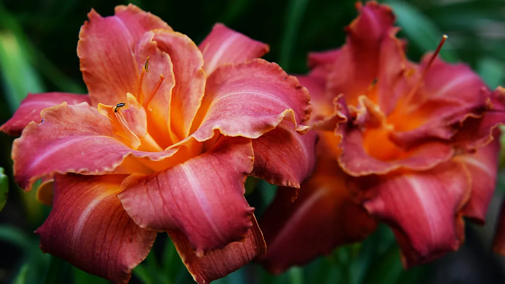 Daylilies. Laura Ockel, Unsplash