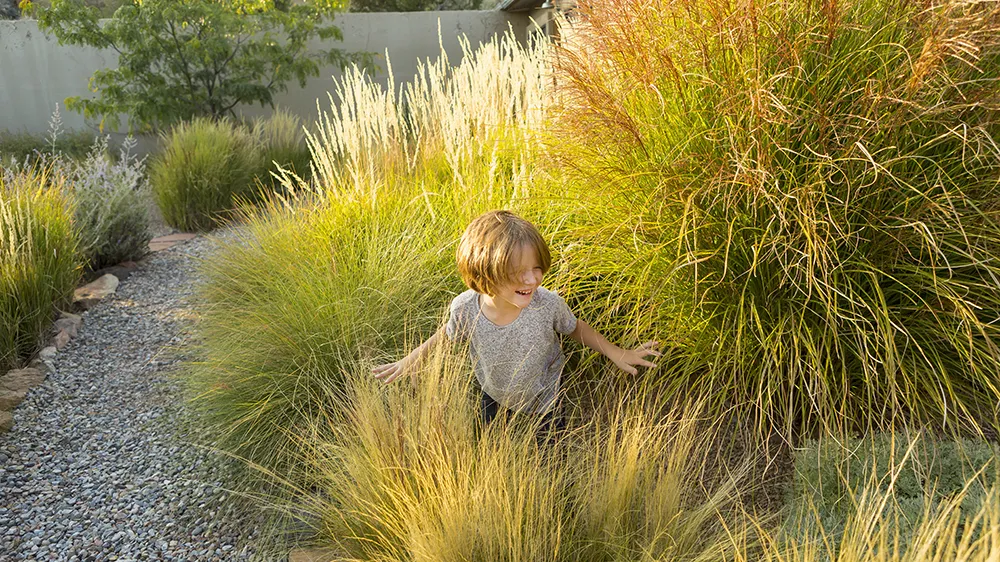4-year-old-boy-playing-in-tall-grass-at-sunset-KYZQWV2