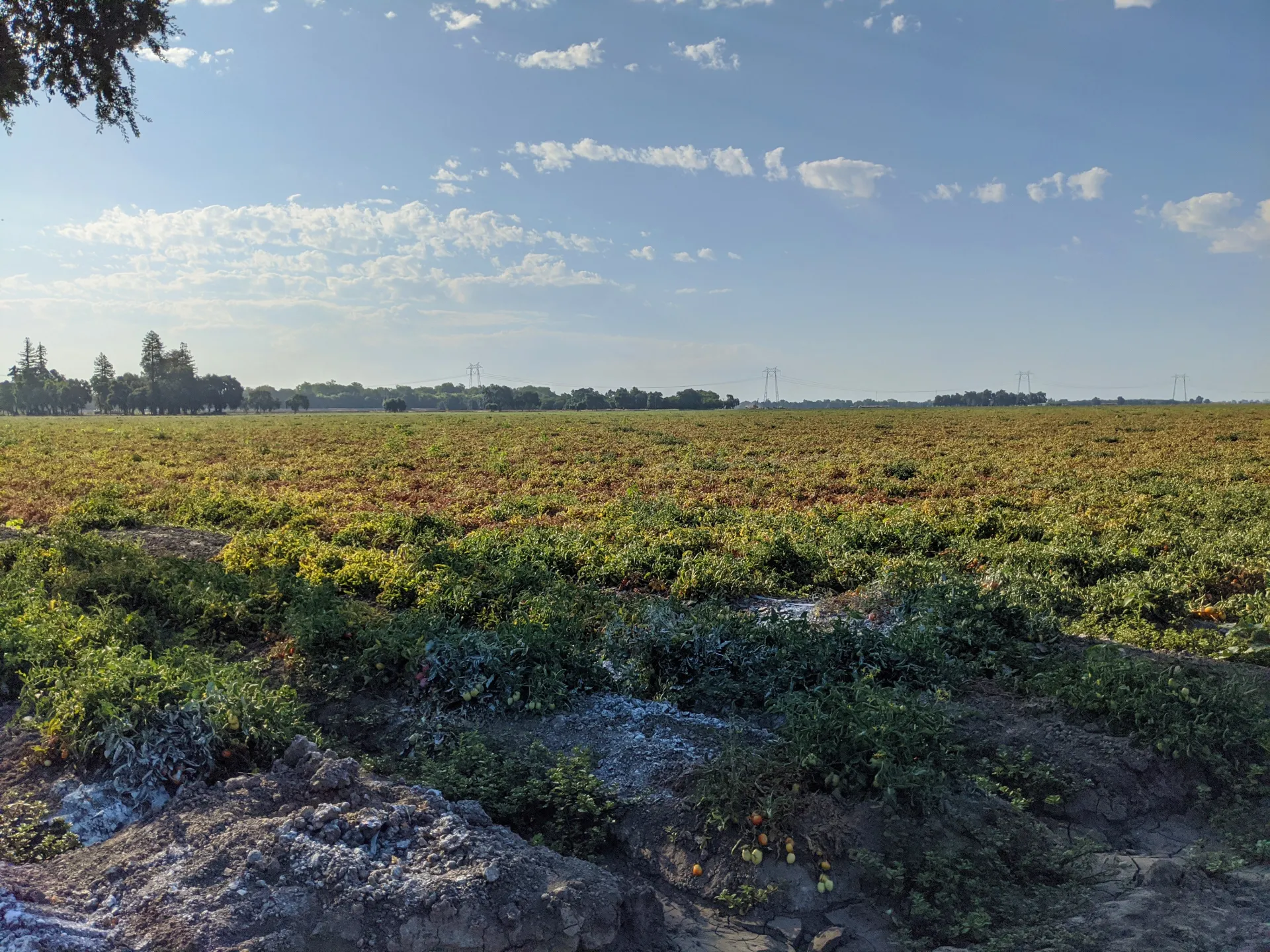 Grimes falciforme field