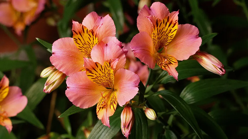 Alstroemeria aurea 'Saturne'. Photo: Wikimedia Commons