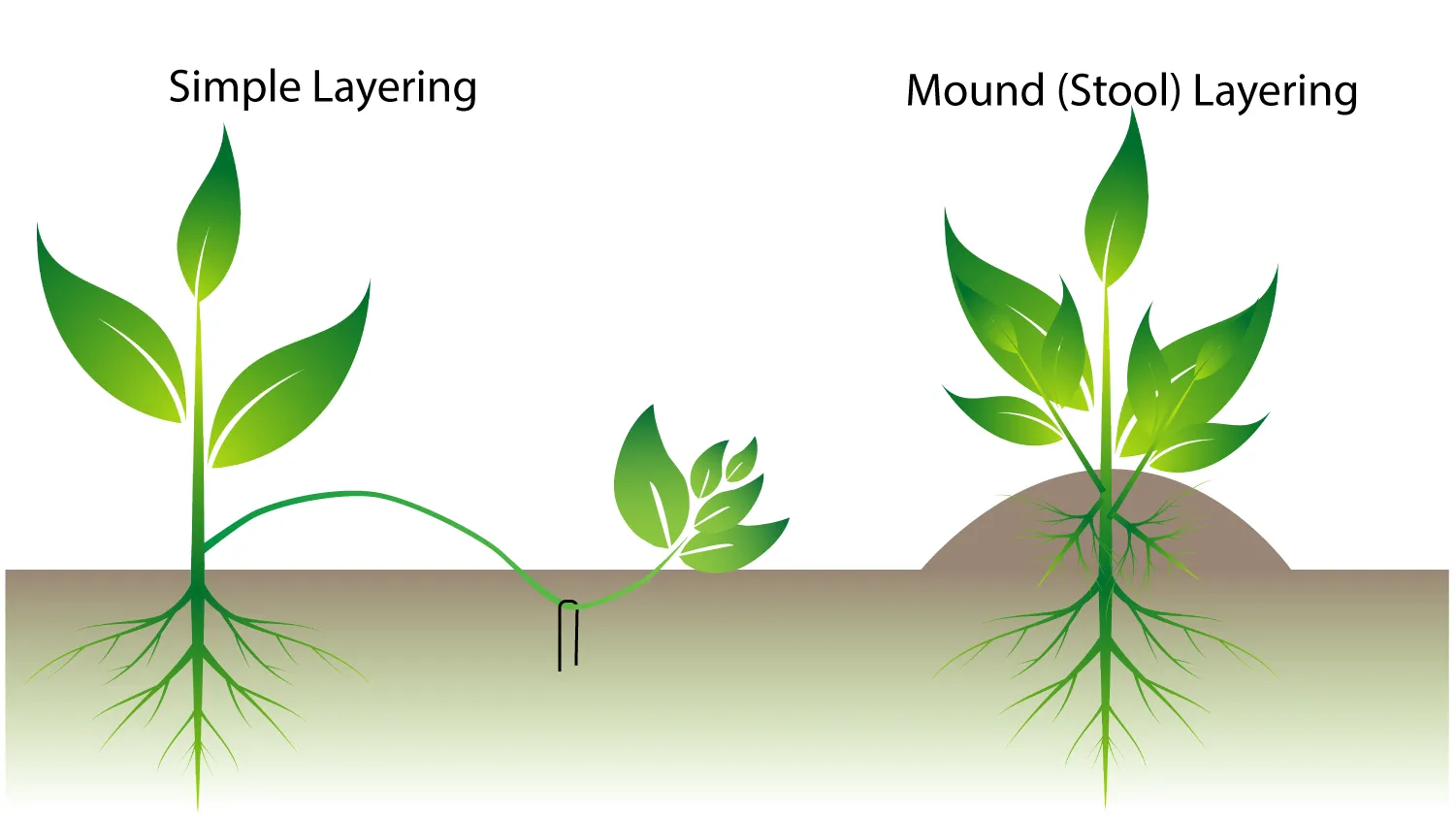 UC Marin Master Gardeners