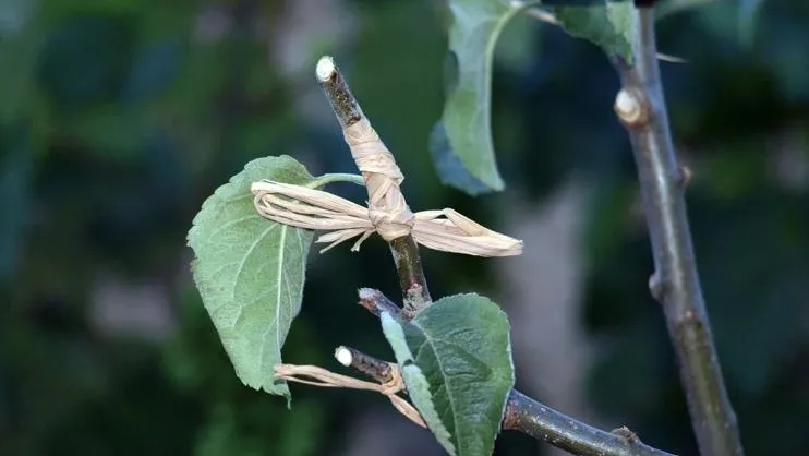 Whip graft tied with string. Photo: Piqsels