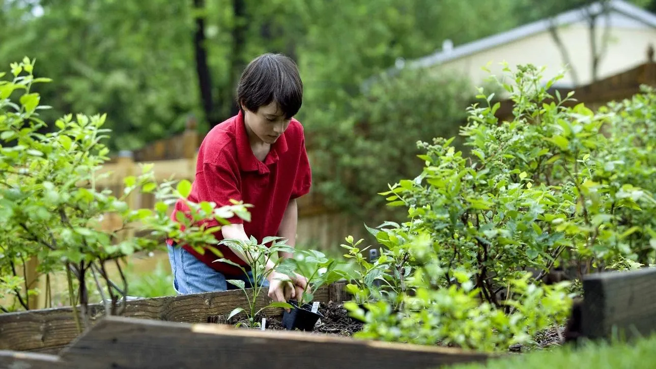 boy planting