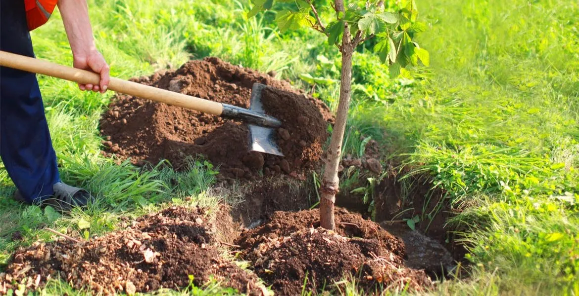 Backfill with the same soil removed from the hole. University of Oklahoma Extension