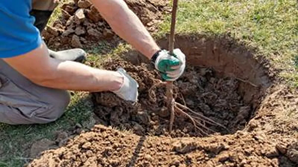 Texas A&M University