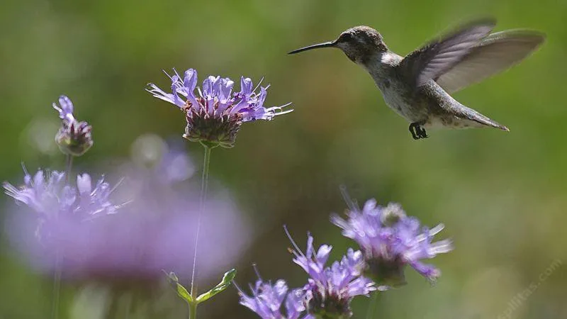 Growing native plants extends Marin's natural beauty into your garden while protecting our unique biodiversity. Photo: Las Pilitas