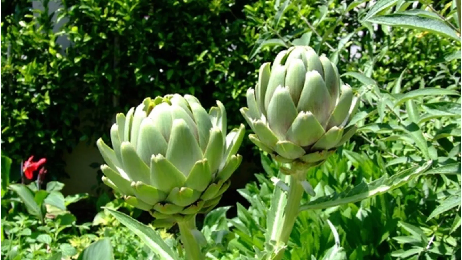 The most water conserving edibles are winter/spring crops that take advantage of rain and crops with the shortest days to maturity. Photo: PlantMaster