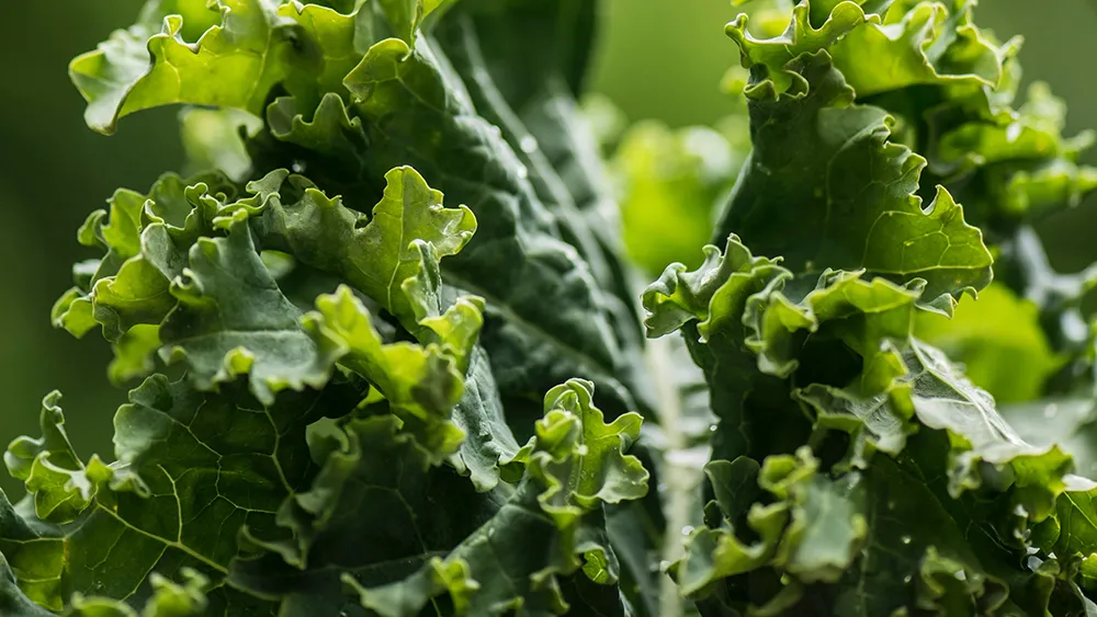 VEG Kale erda-estremera-eUCdBfO381c-unsplash