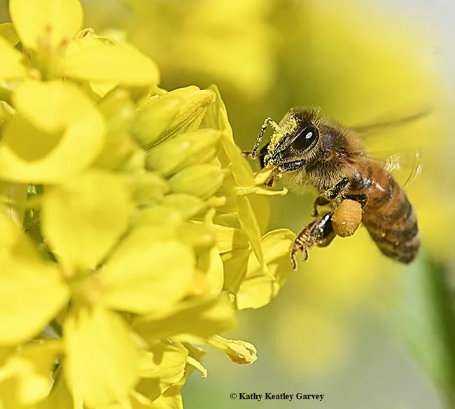A honey bee loading up on mustard pollen. (Photo by Kathy Keatley Garvey)