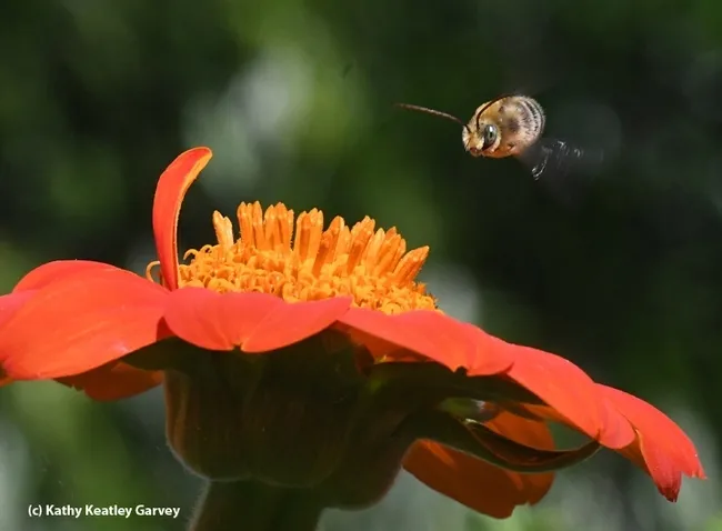 A native bee, Melissodes agilis, on the move as it zooms over a Mexican sunflower (Tithonia). (Photo by Kathy Keatley Garvey)