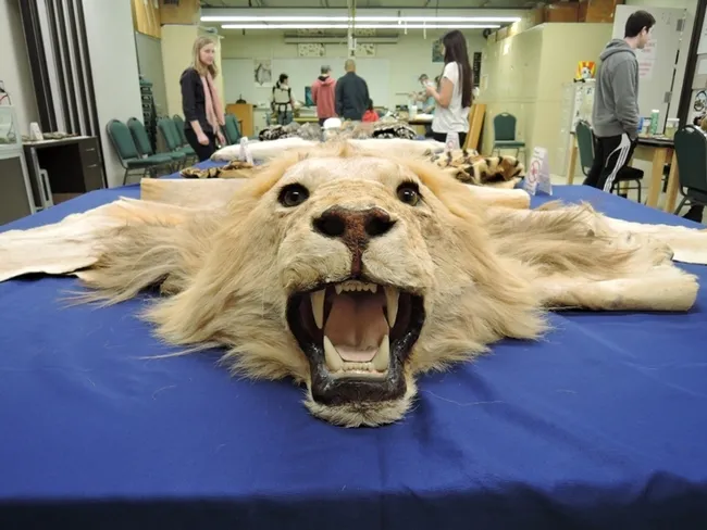 This lion specimen is part of the UC Davis Museum of Wildlife and Fish Biology. (Photo by Kathy Keatley Garvey)