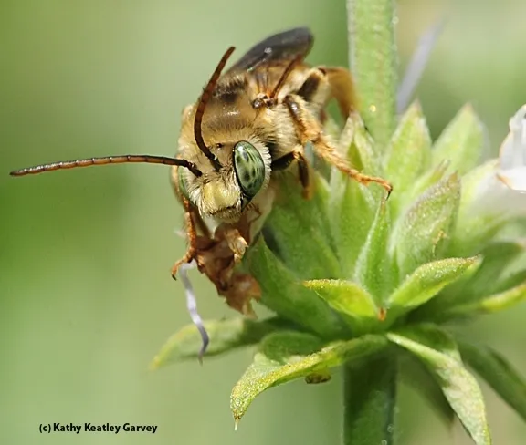 A male longhorned bee, Melissodes communis, in Davis. (Photo by Kathy Keatley Garvey)