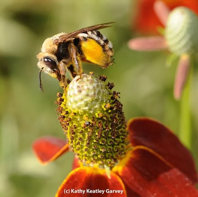 A female sweat bee, Svastra obliqua expurgate, foraging on a purple coneflower in Davis. (Photo by Kathy Keatley Garvey)