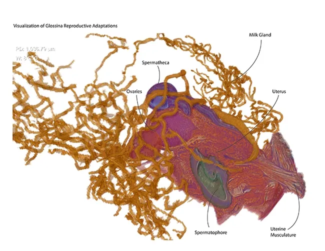 Graphical abstract of the tsetse fly reproduction system by Geoffrey Attardo.