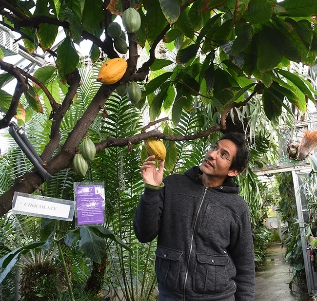 Ernesto Sandoval of the UC Davis Botanical Conservatory checks out a cacao tree, also called "a chocolate tree." (Photo by Kathy Keatley Garvey)