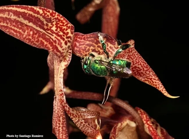 An orchid bee, easily distinguished by its brilliant coloration. (Photo by Santiago Ramirez)
