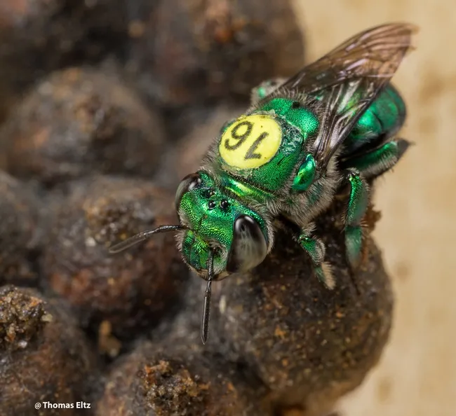 A marked Euglossa dilemma female on a nest. (Photo by Thomas Eltz)
