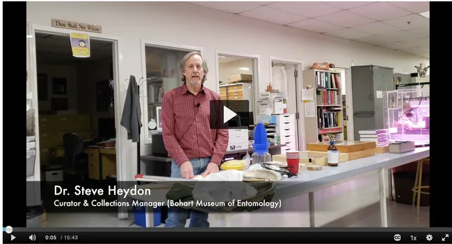 Senior museum scientist Steve Heydon of the Bohart Museum of Entomology, gives an overview of how the museum collects, preserves and identifies some of its nearly 8 million insects. (Screen shot)