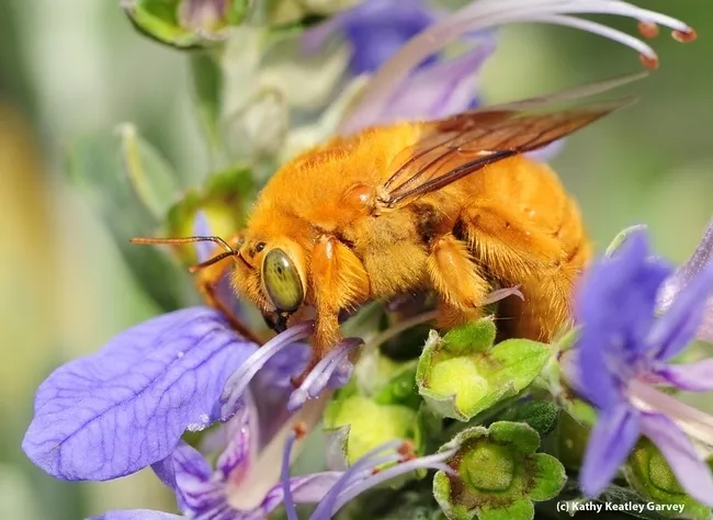 A male Valley carpenter bee, Xylocopa sonorina, which the late Robbin Thorp of UC Davis called "the teddy bear bee." (Photo by Kathy Keatley Garvey)