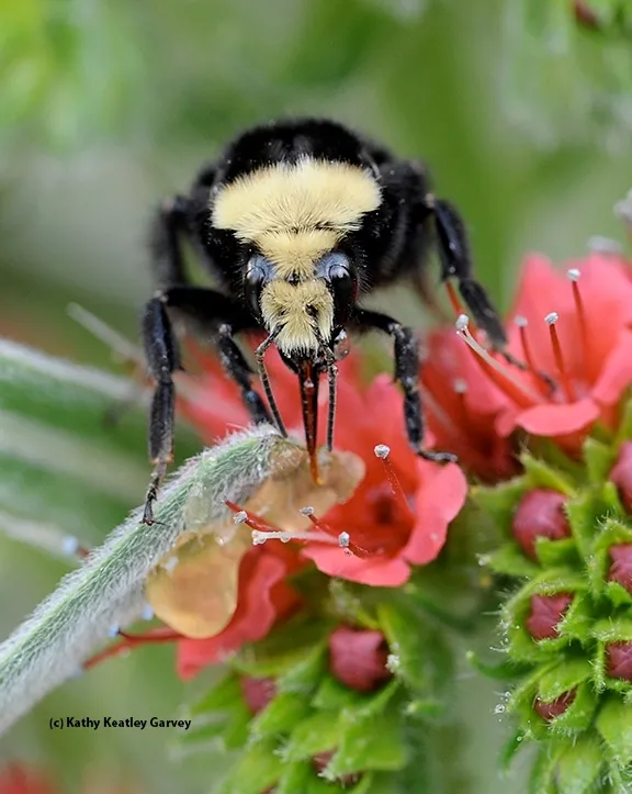 A yellow-faced bumble bee, Bombus vosnesenskii, foraging on the tower of jewels, Echium wildpretii. (Photo by Kathy Keatley Garvey)