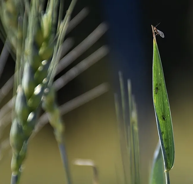 A winged aphid, photo courtesy of Jessica Kansman, Pennsylvania State University.