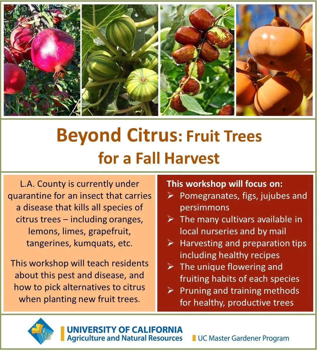 Beyond Citrus - Fall Fruit Description (PJ)
