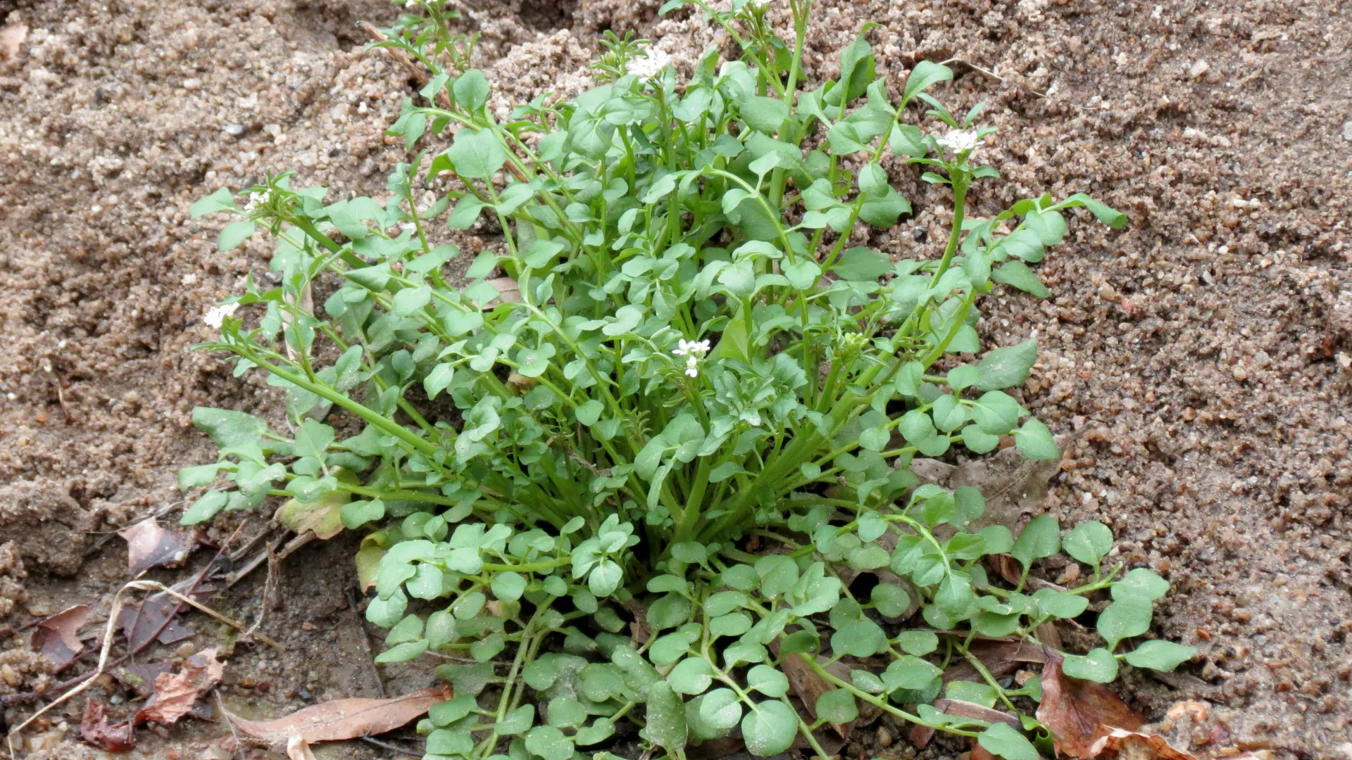 Hairy_Bittercress_(32977482462)