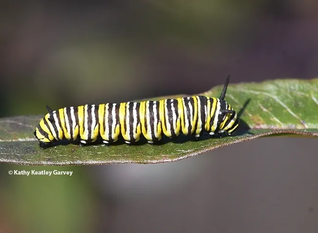 A winter monarch caterpillar munching on the remnants of milkweed on Jan. 23 in Vacaville, Calif. (Photo by Kathy Keatley Garvey)