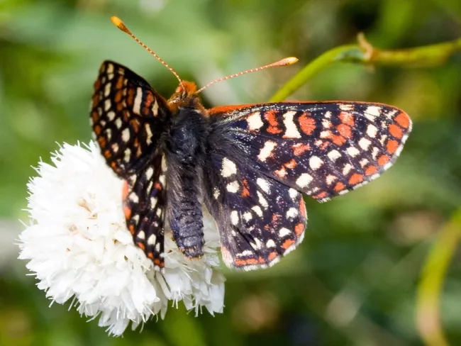 Edith’s checkerspot (Euphydryas editha) is one of the species declining in at least two datasets quoted in the Science publication. (Photo courtesy of Walter Siegmund, Wikipedia)