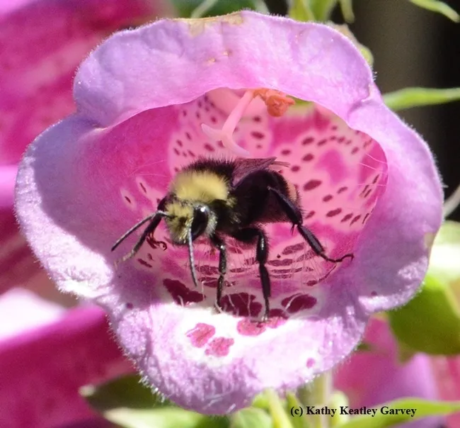 A yellow-faced bumble bee, Bombus vosnesenskii, exiting a foxglove. (Photo by Kathy Keatley Garvey)