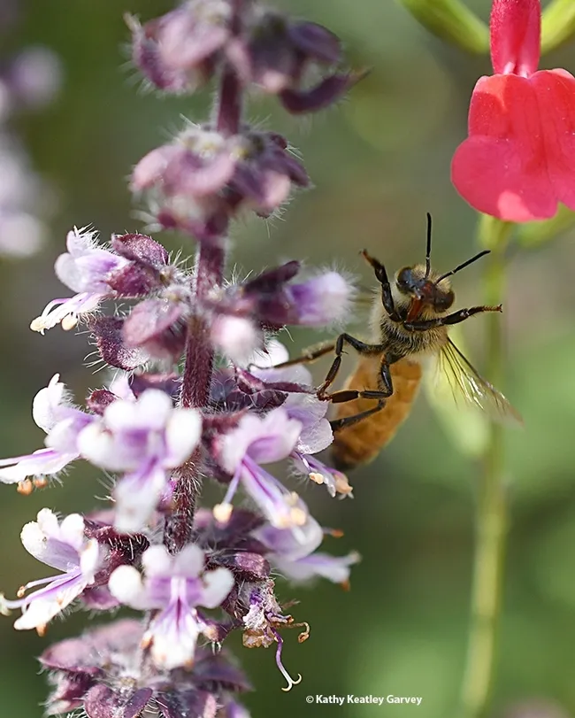 A honey bee gives a "high five." (Photo by Kathy Keatley Garvey)