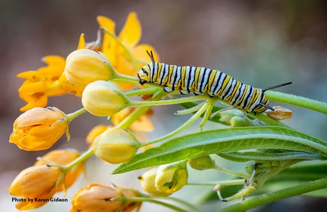 This is Henry as a winter monarch caterpillar found in the front yard of Karen Gideon, Greenbrae. It was feasting on her milkweed, “Hello Yellow” Asclepias tuberosa, native to eastern and southwestern North America. (Photo by Karen Gideon)