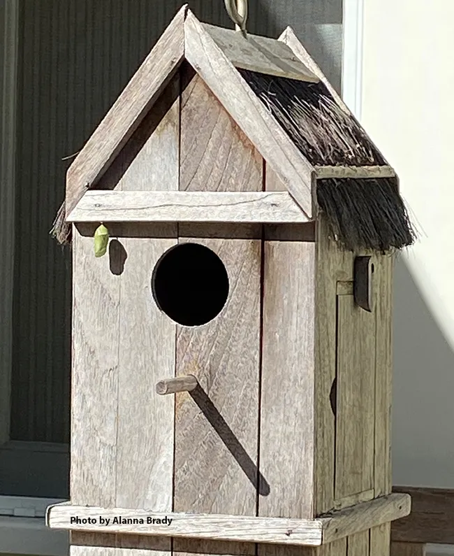 Henry as a chrysalis attached to Alanna Brady's teak birdhouse. (Photo by Alanna Brady)