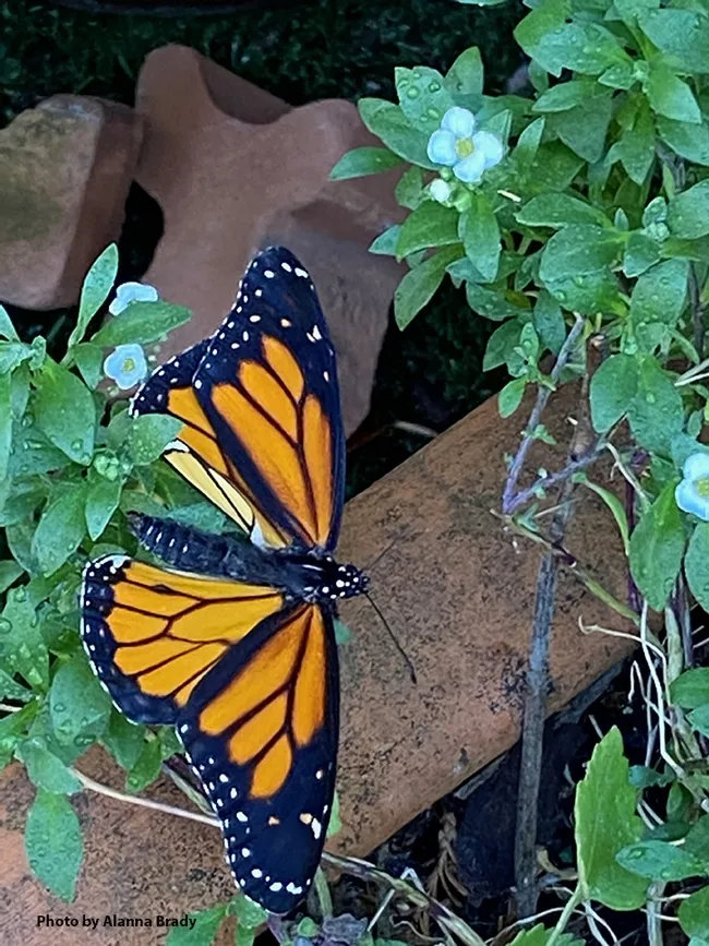 Henry spreads his wings. (Photo by Alanna Brady)