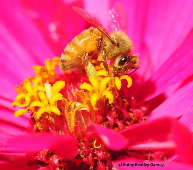 A honey bee foraging on a zinnia. (Photo by Kathy Keatley Garvey)
