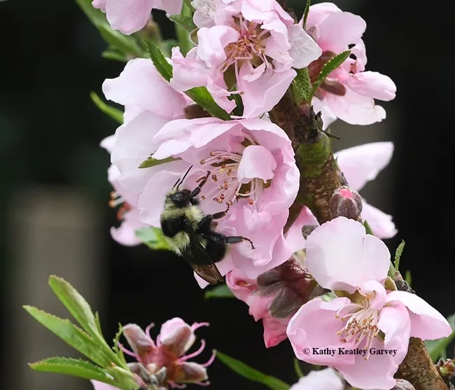 Ahh, sweet nectar! A Bombus melanopygus nectaring on a nectarine blossom on March 18, 2018 in Vacaville, Calif. (Photo by Kathy Keatley Garvey)