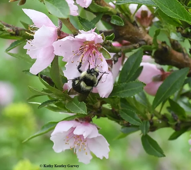 Wait, just a little more! A Bombus melanopygus nectaring on a nectarine blossom on March 18, 2018 in Vacaville, Calif. (Photo by Kathy Keatley Garvey)