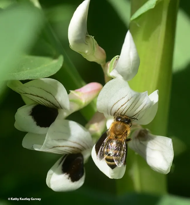 Success! A honey bee foraging on a fava bean blossom. (Photo by Kathy Keatley Garvey)