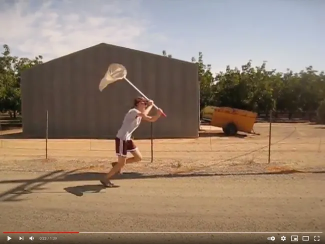 Former researcher Heather Wilson of the Frank Zalom lab, UC Davis Department of Entomology and Nematology, created a fun-filled video about "I Wanna Be an Entomologist." In this screen shot she chases an imaginary bug.