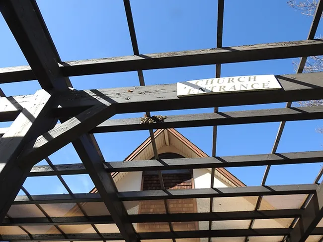 The honey bees swarmed last week to the entrance to the Epiphany Episcopal Church, Vacaville. (Photo by Kathy Keatley Garvey)