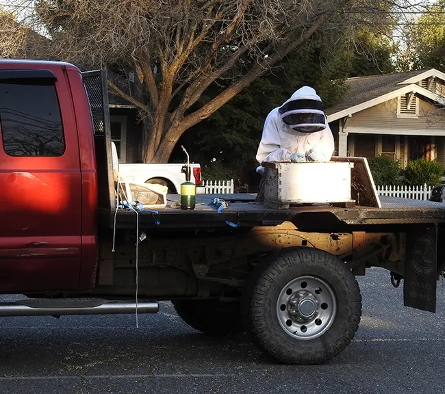 Vacaville beekeeper Alyssa Hunt, 13, with a box for the bees. The queen, however, was not in the cluster--just her pheromone. (Photo by Kathy Keatley Garvey)