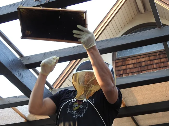 Veteran beekeeper Craig Hunt raises a frame to the site where the small cluster was. (Photo by Kathy Keatley Garvey)