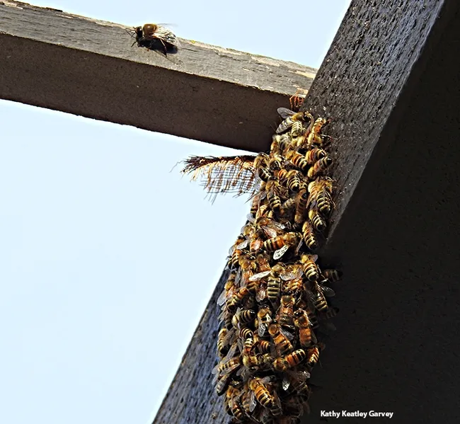 A drone hanging out by the cluster, waiting for his sisters to feed him. (Photo by Kathy Keatley Garvey)