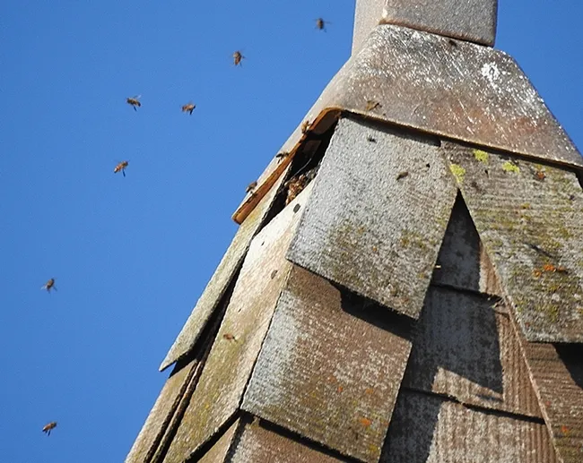 Honey bees head into their home in the the bell tower of the Epiphany Episcopal Church, Vacaville. (Photo by Kathy Keatley Garvey)
