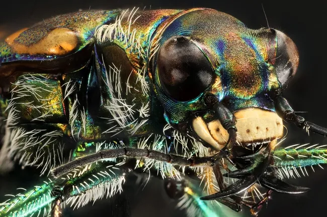 Yellowstone white tiger beetle. (Image courtesy of Yellowstone National Park, public domain, via Wikimedia Commons)
