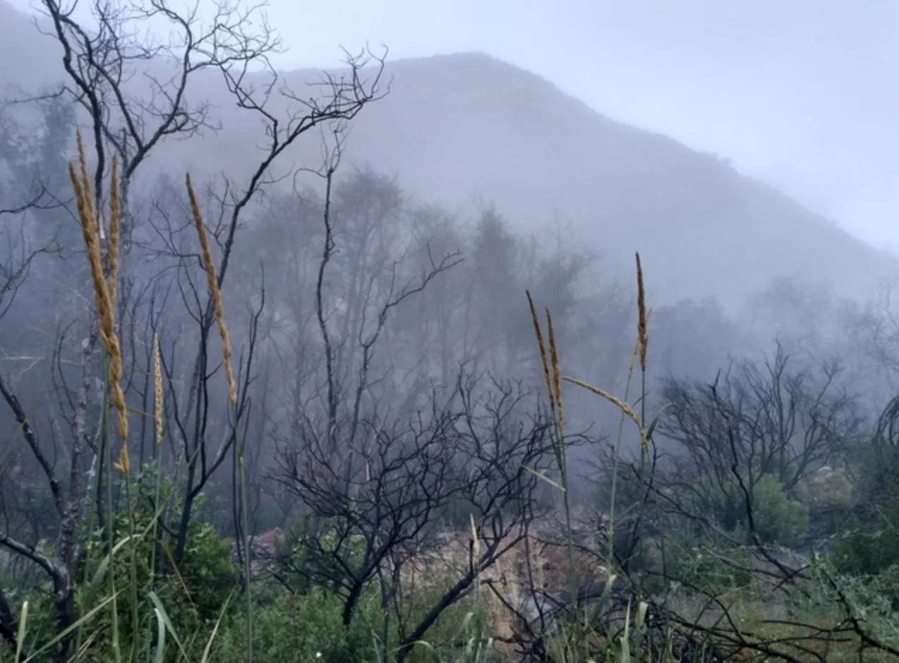 Mustard - Almond Board of California
