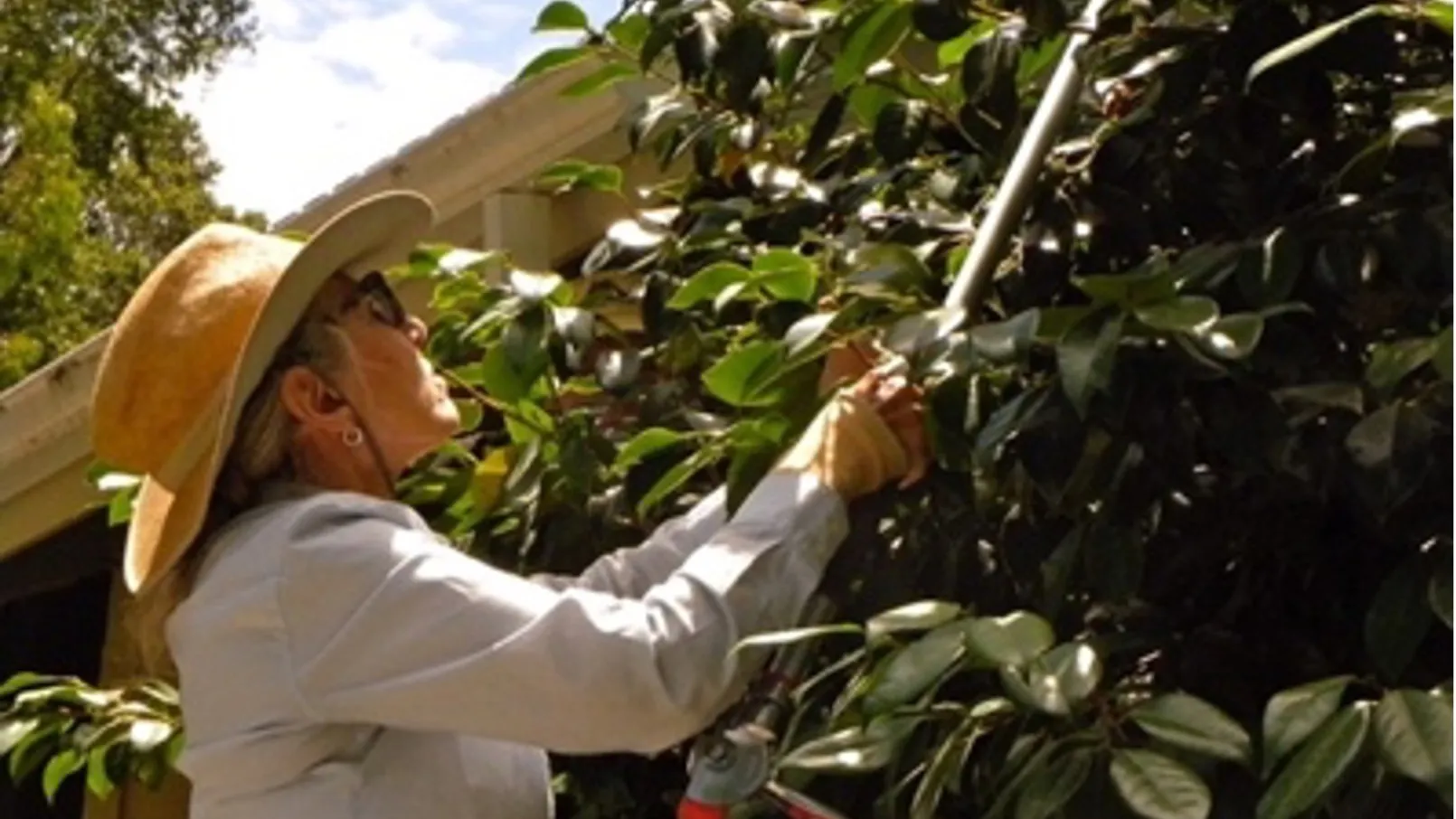 Proper pruning to reduce size creates space between the shrub and the home and can prevent flames from reaching the home. K Gideon