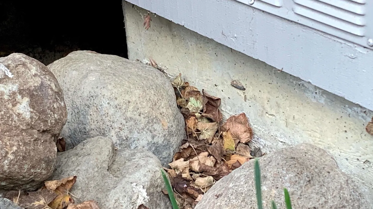 Removing leaves reduces fuel load during fire season. Photo: Jim Kasper