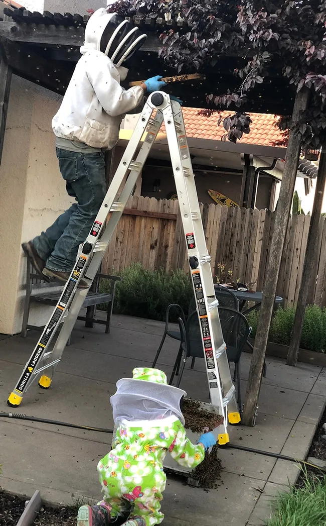 Beekeeper Craig Hunt (on ladder) and his daughter, Emma, 8, work to retrieve the bee swarm. Emma learned beekeeping from her father, who taught 4-H beekeeping prior to the COVID-19 pandemic. (Shelly Hunt Photo)